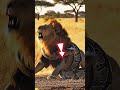 Lion Vs Python Fight King Of Jungle In Trouble Youtubeshorts Animals Shorts Viral mp3