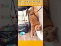 Funniest AnimalsMoments#funnyanimals #animalcomedy #dog#funny#funnyanimals#funnypets#animals