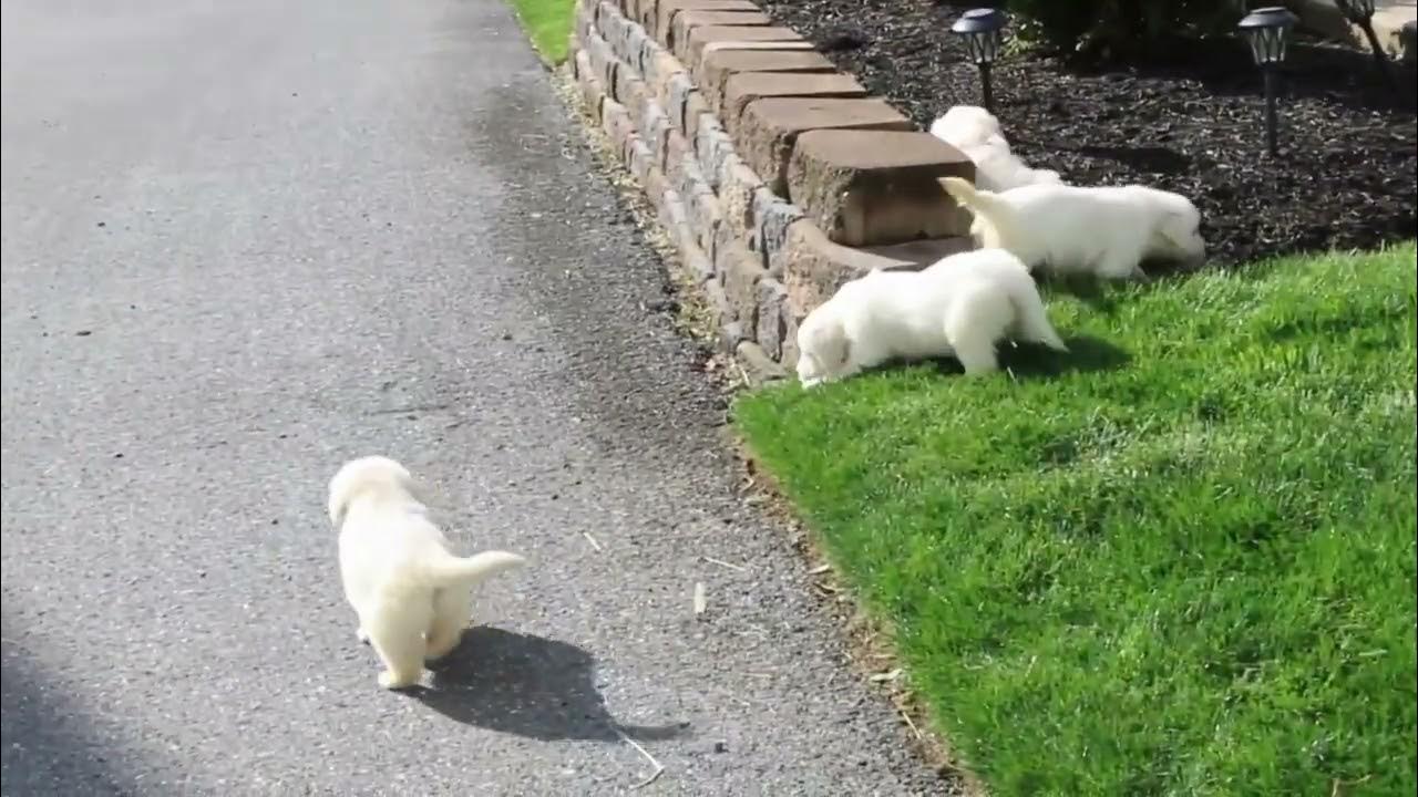 golden-retriever-english-cream-puppies-for-sale-joseph-martha-zook-youtube