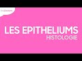 Les pithliums  histologie