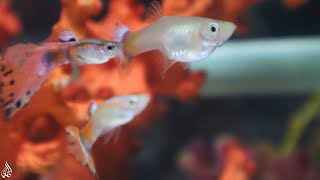 Guppy_Aquarium تربية اسماك الجوبي الولودة وجمال هذا العالم المائي الصامت