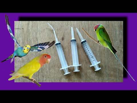 syringe for birds