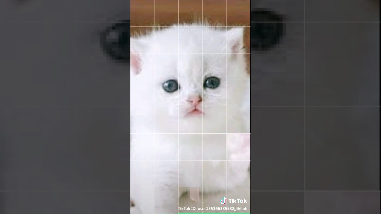 Kucing saya 