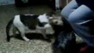 Cat Vs Dog....the Final Battle.wmv