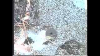 Merkið í Hjörsey