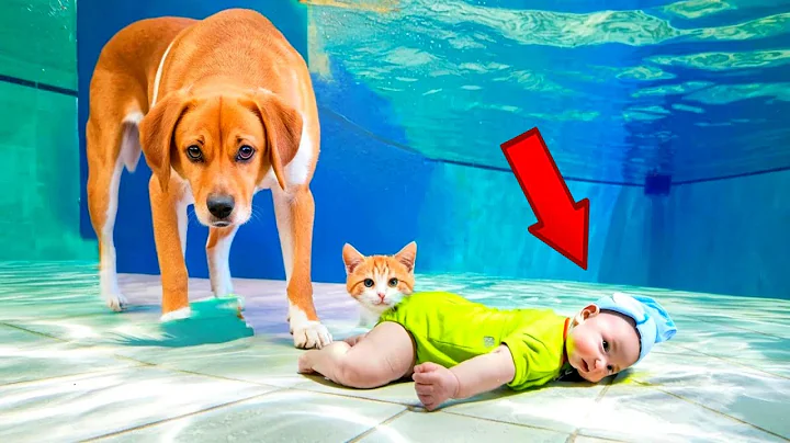 50 Hero Animals🐱 That Saved Human Lives 💕 | Best of 2025!
