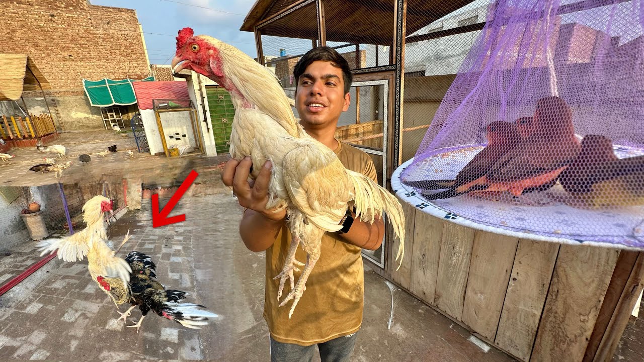 New Fighter Aseel Murga Or Finches La Aiy 😍