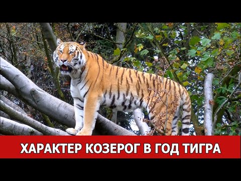 Характер: Козерог в год Тигра (Козерог -тигр)