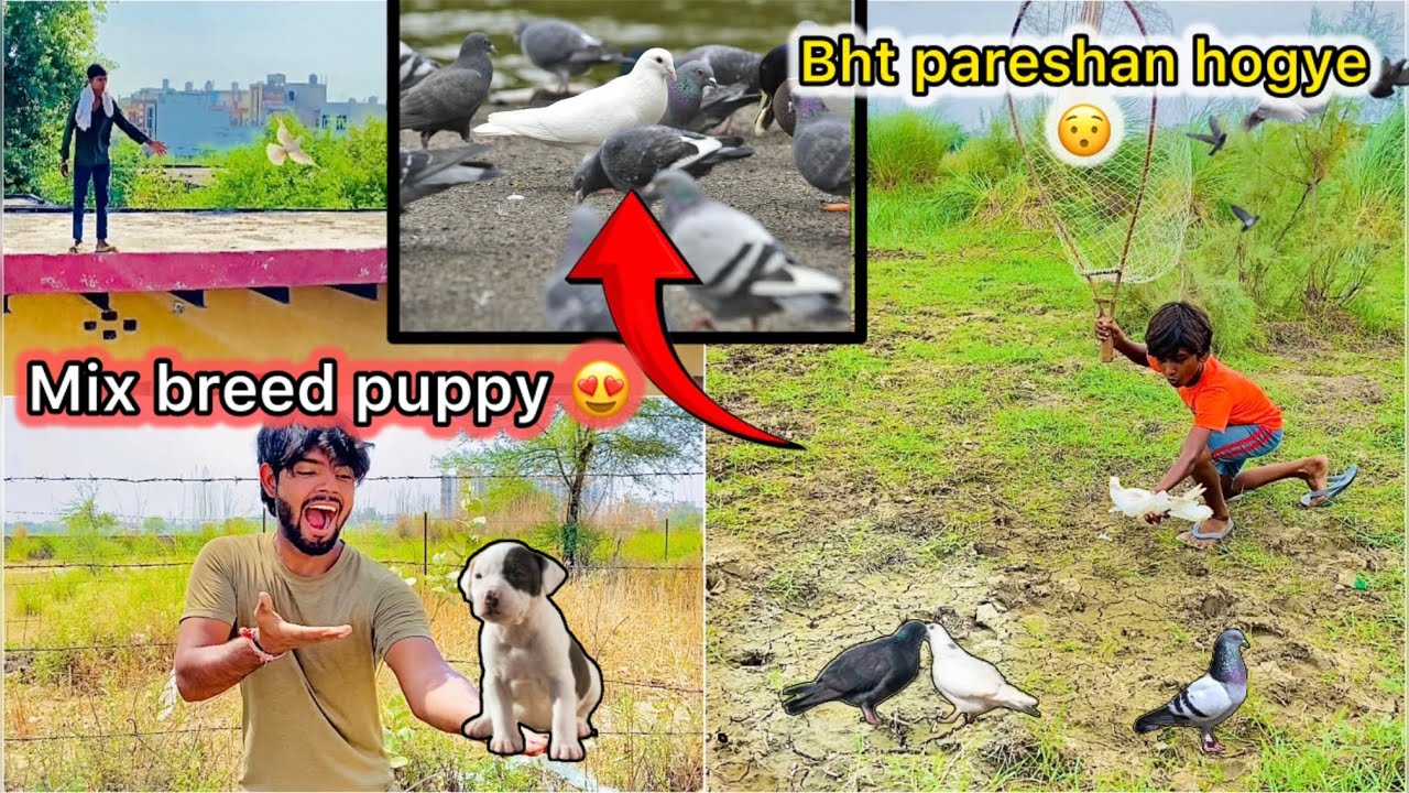 Jungli kabutaro se pakdne lge white pigeon 😮 || Bully & Pitbull dog mix breed puppy lene gye 😍