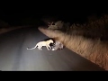 LEOPARD VS PORCUPINE | Leopard struggles to break through porcupine's prickly defences