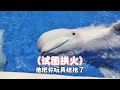 难伺候的小白鲸  ｜少儿｜萌宠｜每日分享｜搞笑