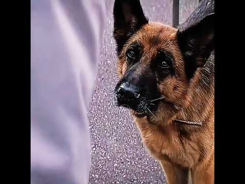 He Waited Till His Last Breath | A Dog Named Palma | Kamin -Emin & Jony (slowed) #edit #shorts#viral