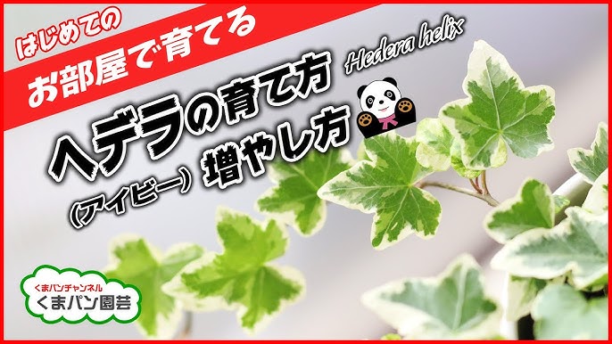花 簡単なアイビー ヘデラ の挿し木 Youtube
