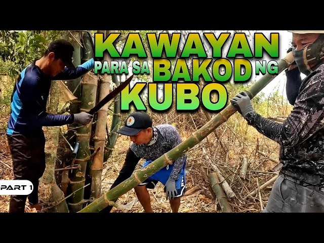 P1-NANGUHA NG KAWAYAN PAMBAKOD | Kubo Update - EP1322 class=