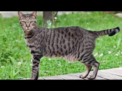 Egyptian Mau (Египетский мау)