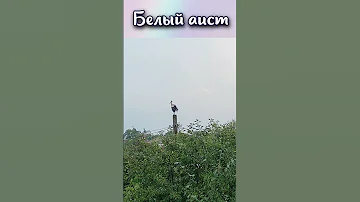 Что символизирует белый аист? #shorts