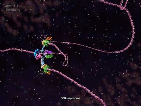 Video: Was überprüft die DNA-Polymerase auf Mutationen?