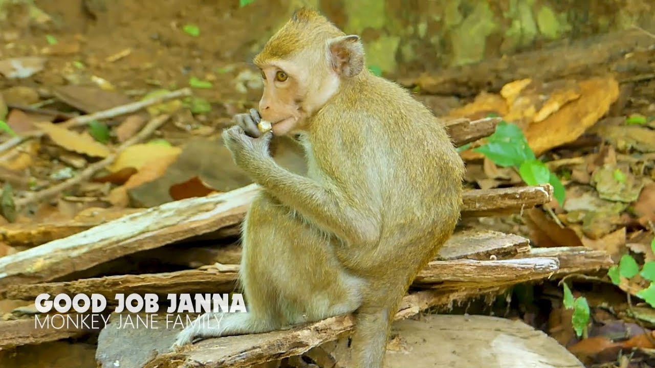 Good Job Janna, Lovely monkey Janna go forage herself today, Janna found lots of food