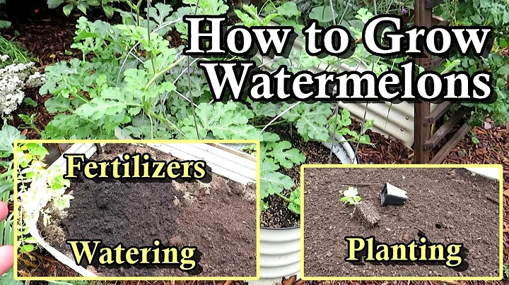 How to Plant & Grow Watermelons: Transplants, Seeds, Fertilizer, Soil Prep, Watering - All the Steps - DayDayNews