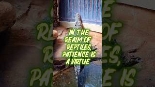 Cold blooded #reptiles #crocodiles #exotic #bronxzoo ##explore #explorepage #fyp #nyc #travel