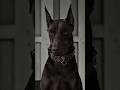 DOBERMAN #puppy #doberman #dog #dogs #animals #animalshorts