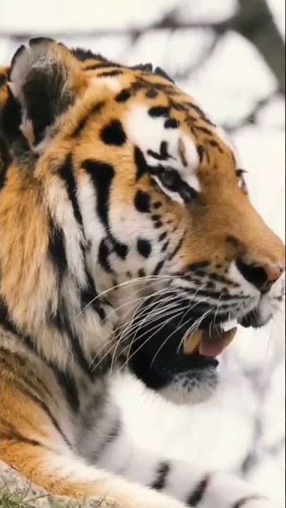 Suara Hewan Buas, Singa, Harimau, Beruang #shorts #singa #harimau #beruang #animals