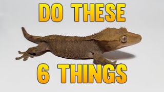 6 Things I Would Do Starting Over Breeding Geckos!