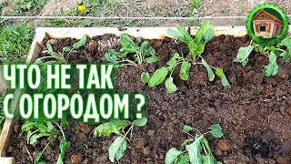 Обзор огорода весной. Выращивание овощей без теплицы в деревне. 244 серия