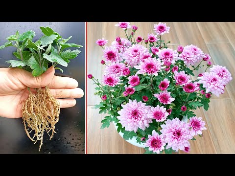 Instructions on how to propagate Violet Chrysanthemum very simple for beginners