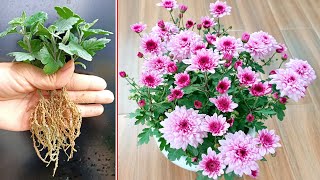 Instructions on how to propagate Violet Chrysanthemum very simple for beginners screenshot 4