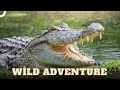 Wildlife in the Heart of the Amazon | Wild Ones Episode 18 | Animal Documentary
