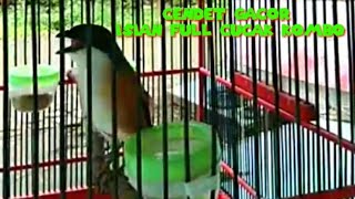 Download Lagu Cendet Gacor Full Isian Cucak Kombo MP3