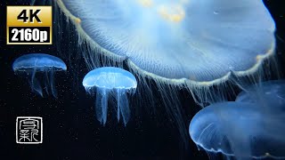 4K💫UHD/10 HRS. Beautiful pale💨jellyfish &amp; sleep🤔music.  Recommeded as screensaver , or as BGM.