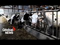 “It doesn't work”: French farmers protest cow cull orders, block highways