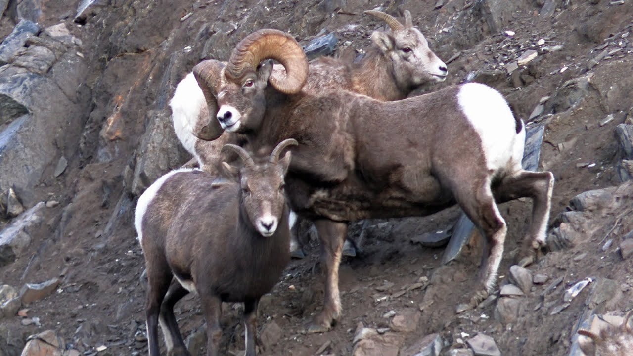 Bighorn Rut Cautious Mountainside Mating