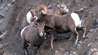 Bighorn Rut Cautious Mountainside Mating