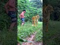 luck legend with tiger #tiger #lionhunters #wildlife #animals #forest #monkey #preytrestv
