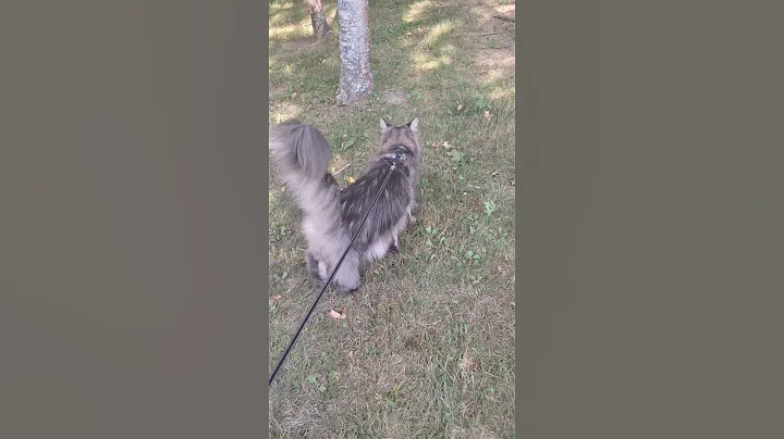 Watch the video about Samson ❤️ #godisgood #god #cutecat #mainecoon #cat #kitty #cuteanimal #adoreble