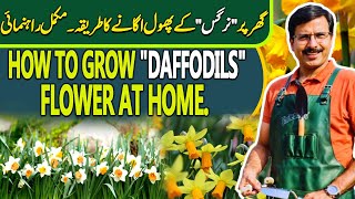 How to grow 'DAFFODILS' flower at home | Gardening With Javed Iqbal
