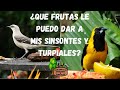 ¿QUE FRUTAS LE PUEDO DAR A MIS SINSONTES / CENZONTLES Y TURPIALES?