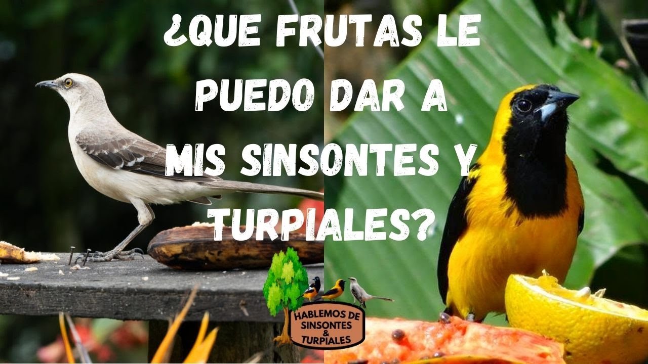 ¿QUE FRUTAS LE PUEDO DAR A MIS SINSONTES / CENZONTLES Y TURPIALES?