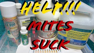 Mites, How to End Them W/O Killing Your Pet! BubbleGum Series. by New England Reptile 6,066 views 1 month ago 24 minutes