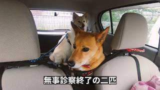 わんこを毎月、動物病院に連れて行く理由