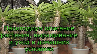 Пахиподиум Уход В Домашних Условиях Фото