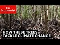 Mangroves how they help the ocean