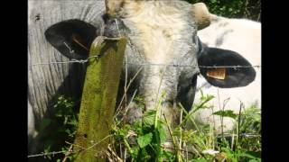 Video thumbnail of "GR 12 (entre Sambre et Meuse) : Walcourt - Yves Gomezée"