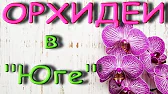 Орхидеи,узамба́рские фиалки,Самара🌺