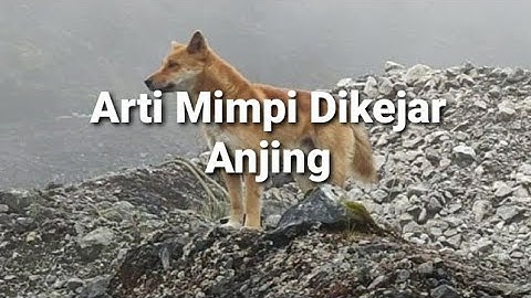 Arti Mimpi Dikejar Anjing Menurut Islam, Primbon Dan Psikologi