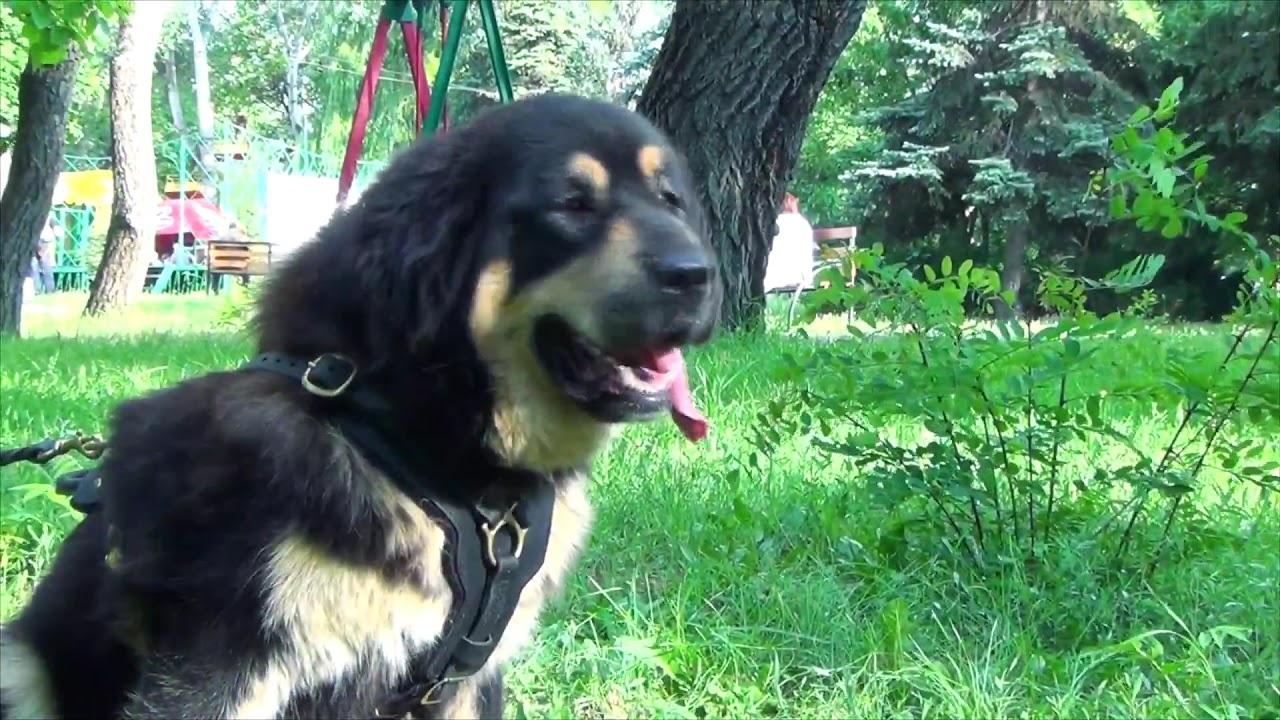 What Are The Best Leashes For Tibetan Mastiff Puppies