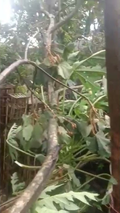 tragedi angin beliung di ds blayu Wajak Malang Jawa timur  di bulan Juni 2022